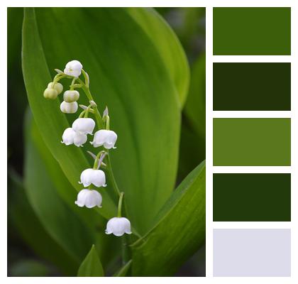 Lily Of The Valley White Flowers Flowers Image